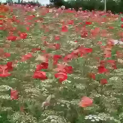 Pictorial Meadow Seed Collections